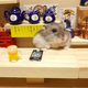 Illustration for article titled Hamster Bartenders Are All the Rage in Japan (Where Else)